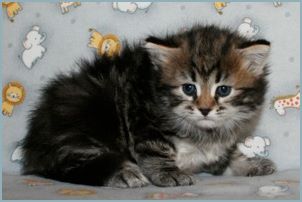 Male Siberian Kitten from Deedlebug Siberians
